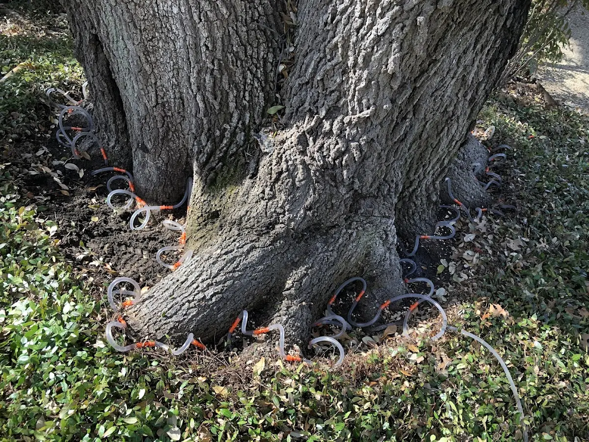 Detailed Tree Cabling and Bracing job site in Wilsondale