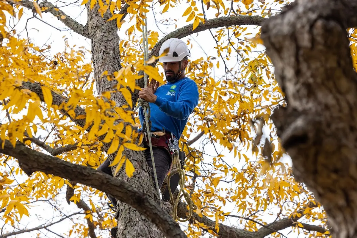 Skilled Tree Trimming crew working in Wilsondale