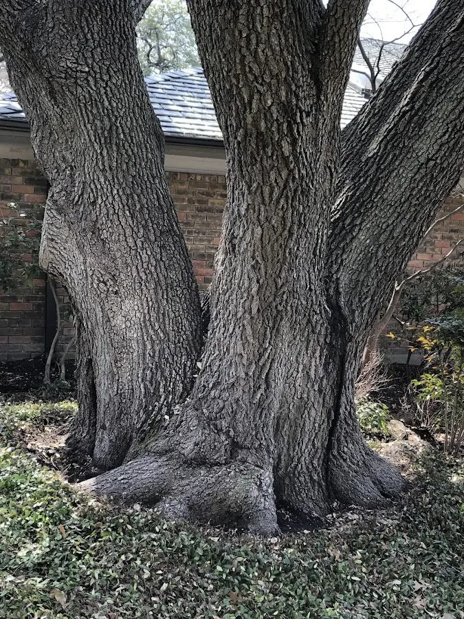 Mature heritage tree close to a Wilsondale property cared for by certified arborists